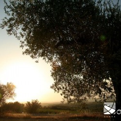 Oleoturismo, oro líquido del Somontano